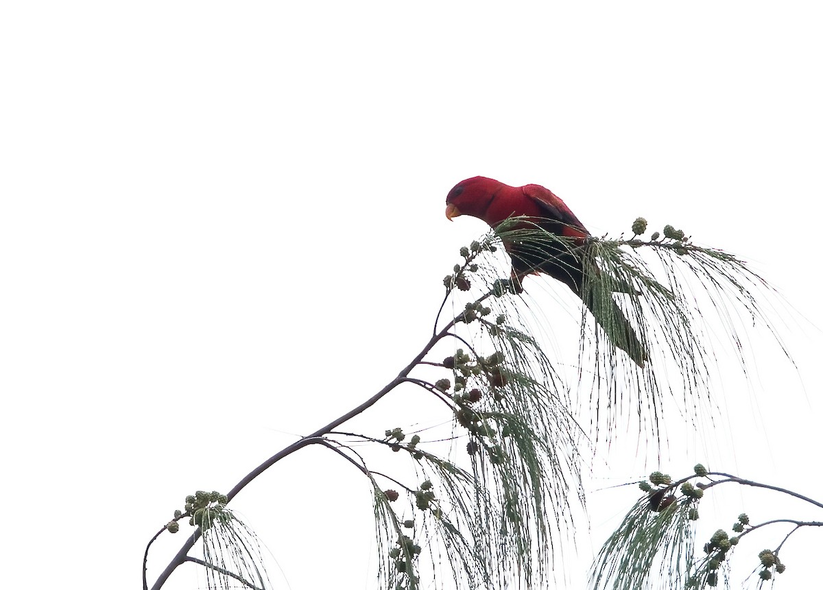 Violet-necked Lory - ML646386927