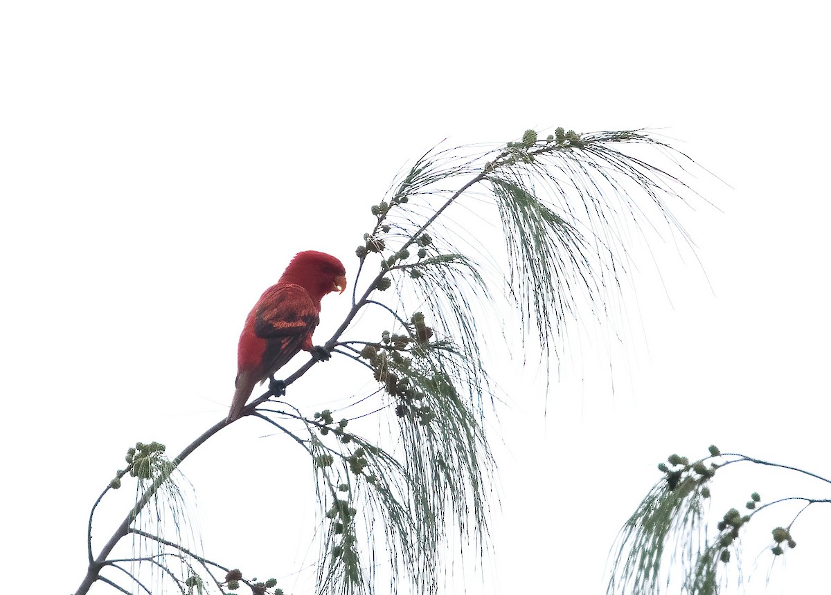 Violet-necked Lory - ML646386929