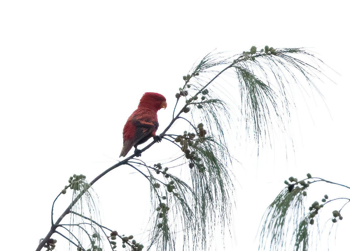 Violet-necked Lory - ML646386931