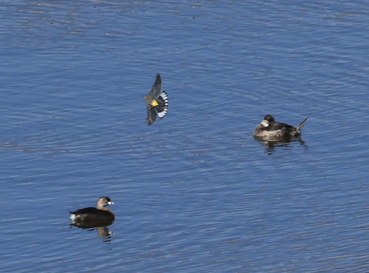 Yellow-rumped Warbler (Audubon's) - ML646386932