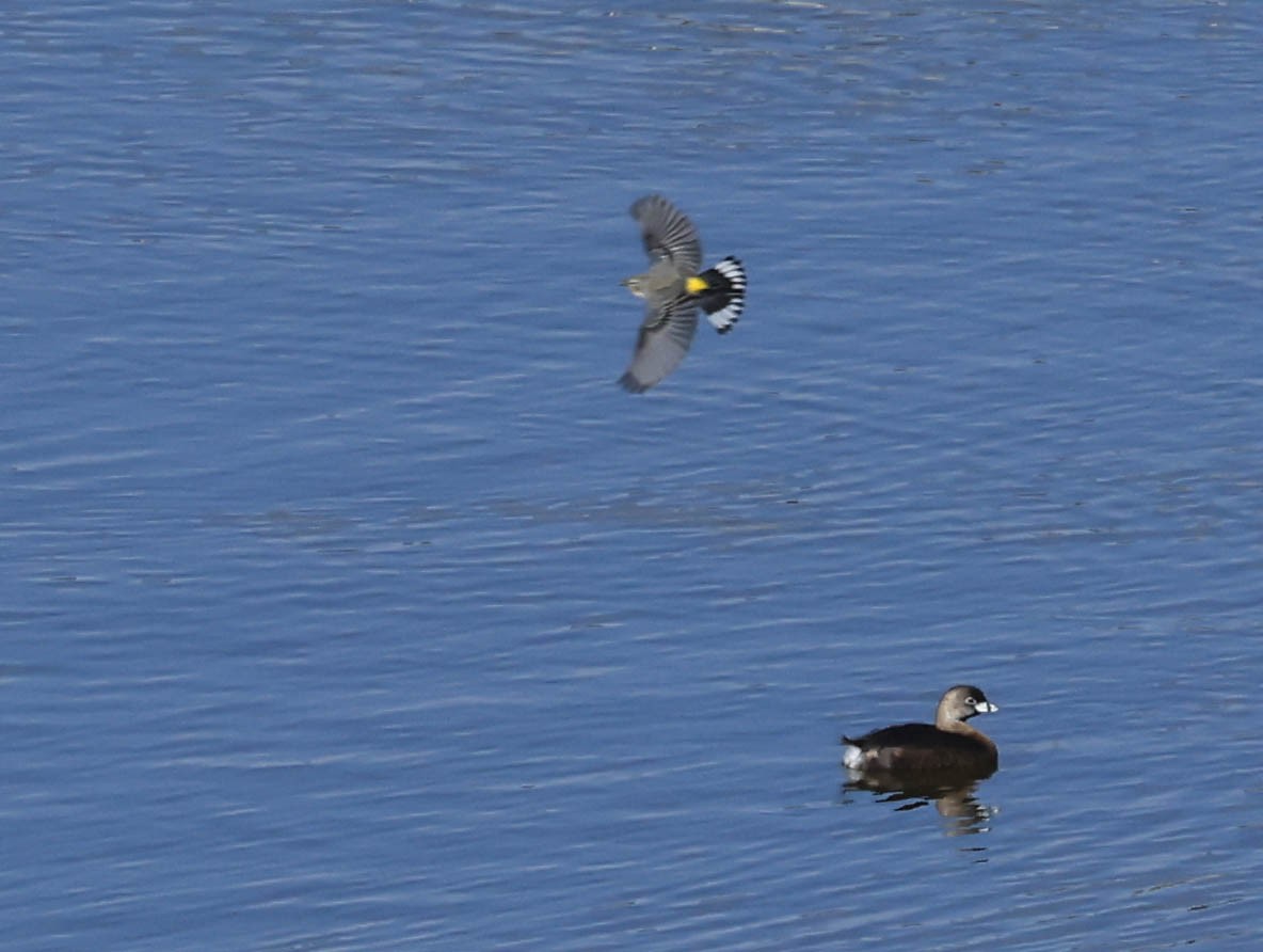 Yellow-rumped Warbler (Audubon's) - ML646386933