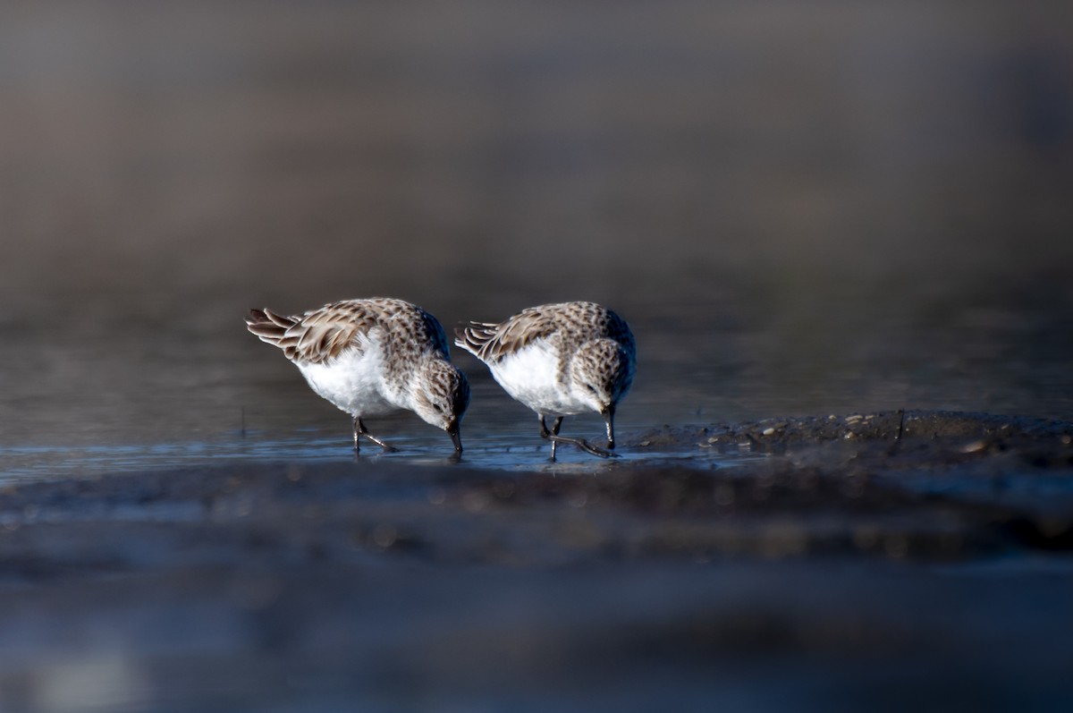 Red-necked Stint - ML646386934