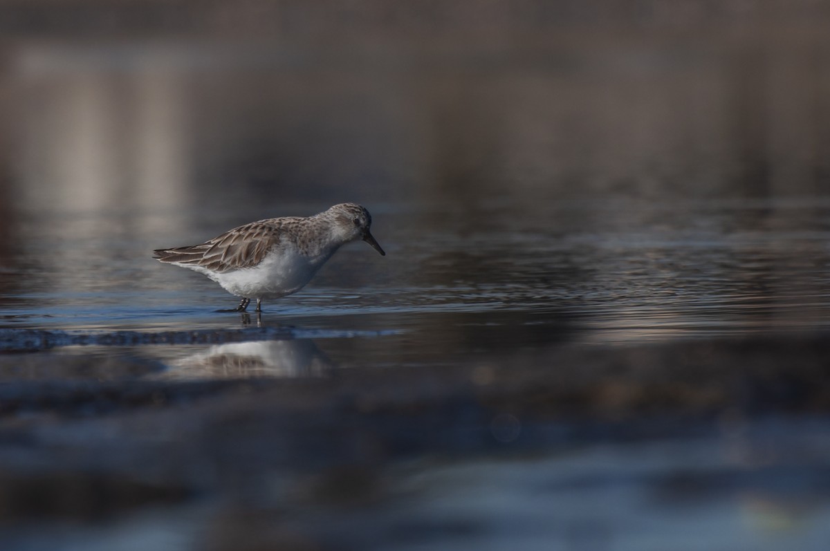 Red-necked Stint - ML646386935