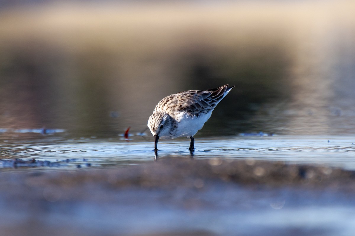 Red-necked Stint - ML646386936