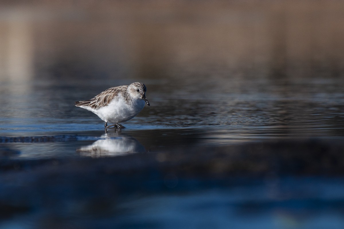 Red-necked Stint - ML646386937
