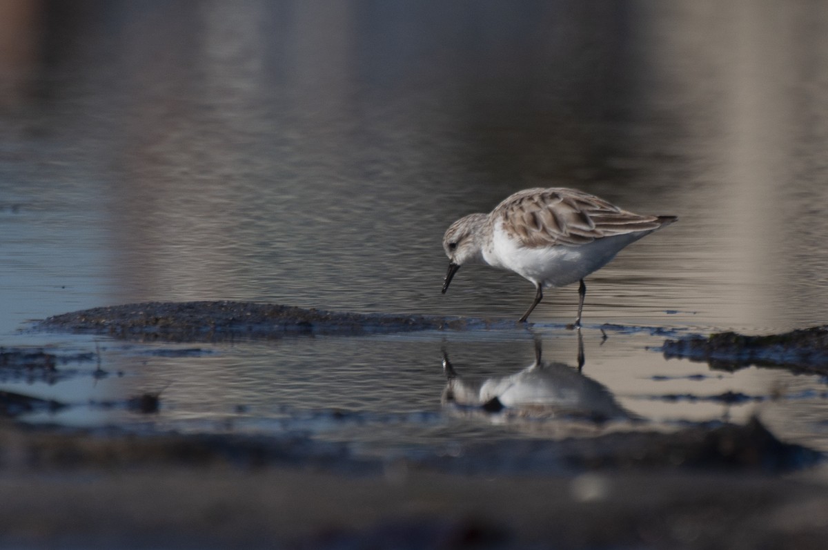 Red-necked Stint - ML646386938