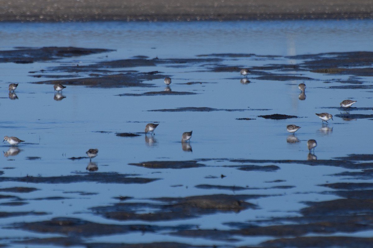 Red-necked Stint - ML646386939