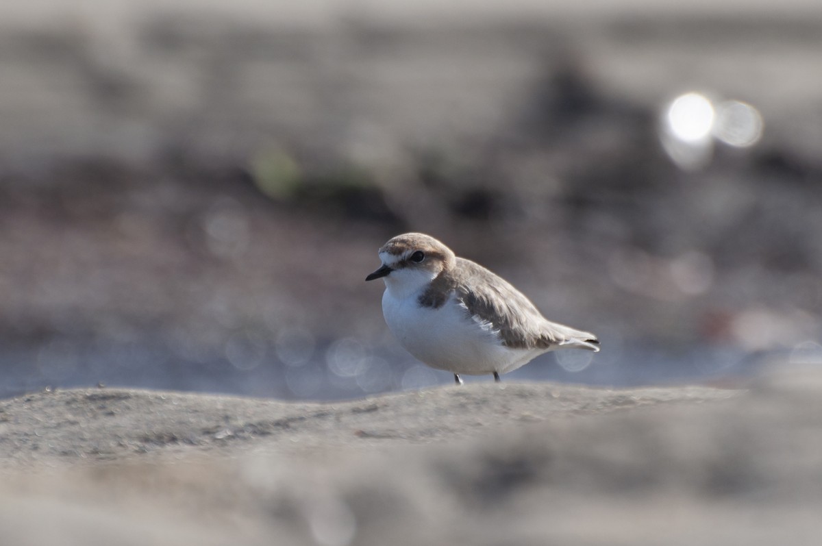 Red-capped Plover - ML646386940