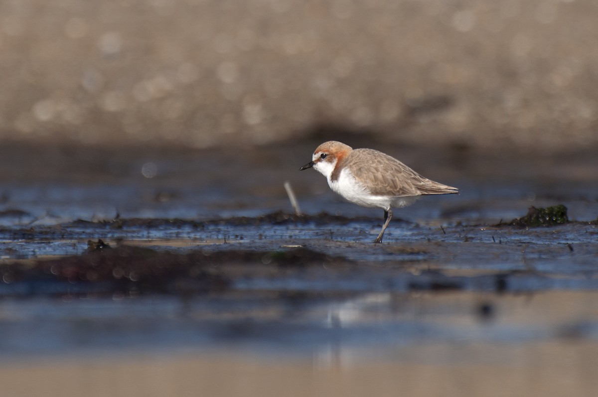 Red-capped Plover - ML646386941