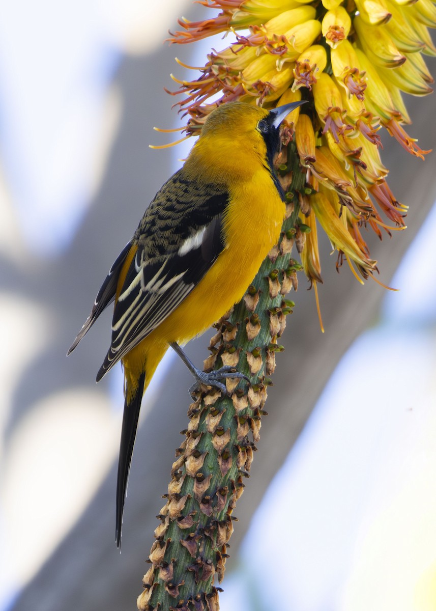 Hooded Oriole - ML646386942