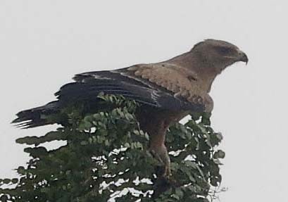 Steppe Eagle - ML646386945