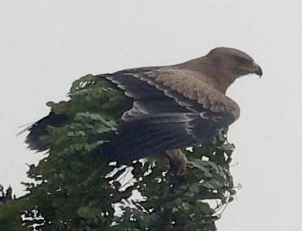 Steppe Eagle - ML646386946