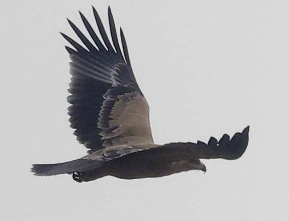 Steppe Eagle - ML646386947