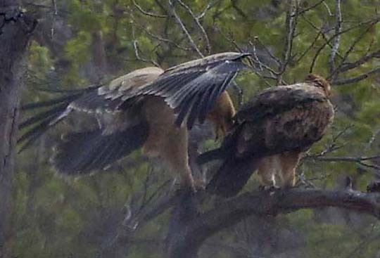 Steppe Eagle - ML646386948