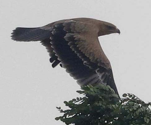 Steppe Eagle - ML646386949