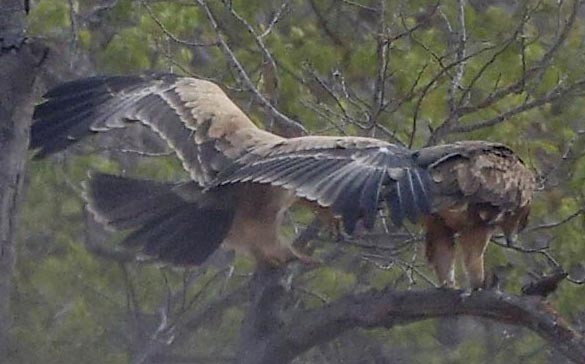 Steppe Eagle - ML646386950