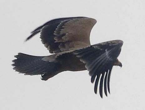 Steppe Eagle - ML646386951