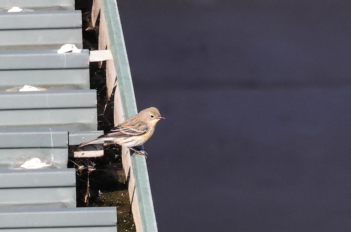 Yellow-rumped Warbler (Audubon's) - ML646386954