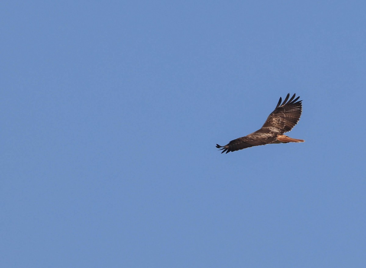 Red-tailed Hawk - ML646386955