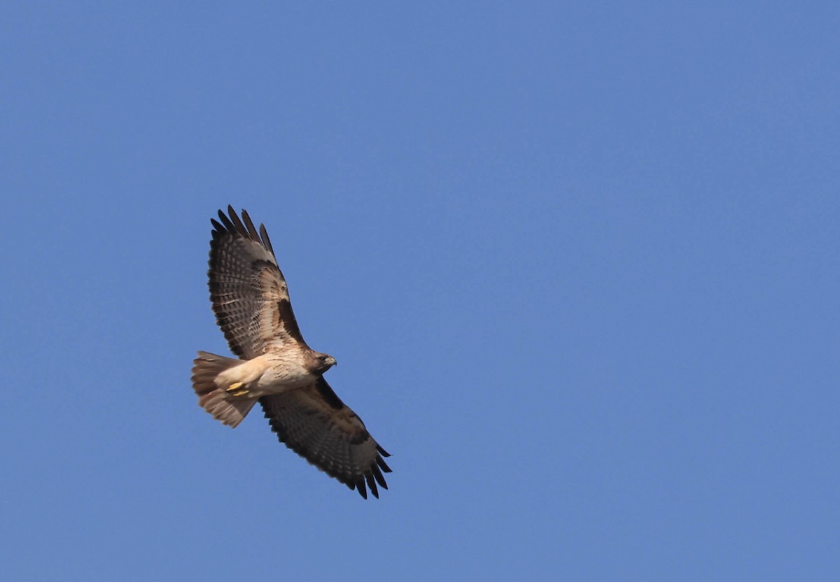 Red-tailed Hawk - ML646386956