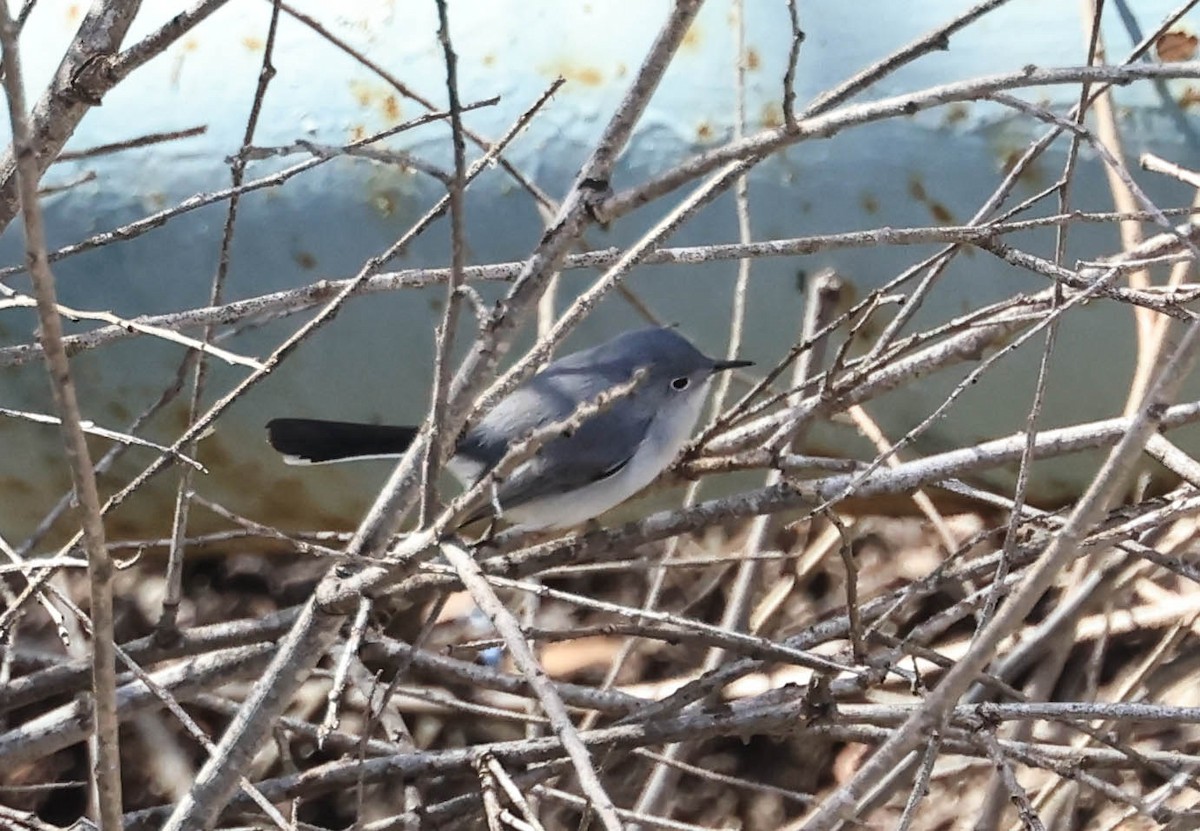 Blue-gray Gnatcatcher - ML646386957