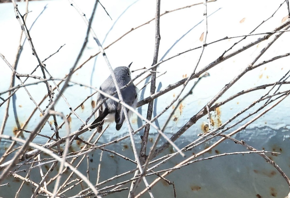 Blue-gray Gnatcatcher - ML646386958