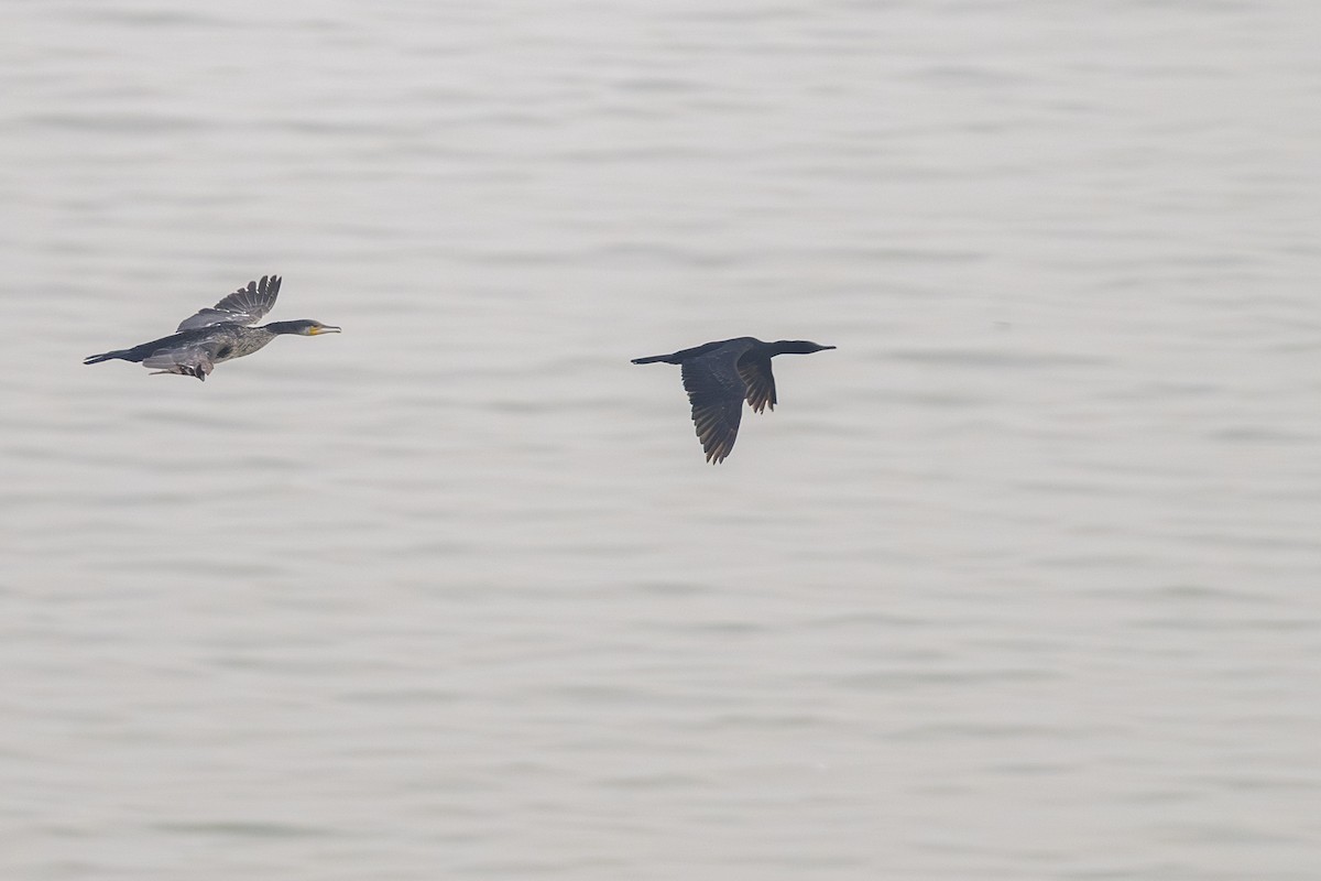 Cormorán Indio - ML646386959