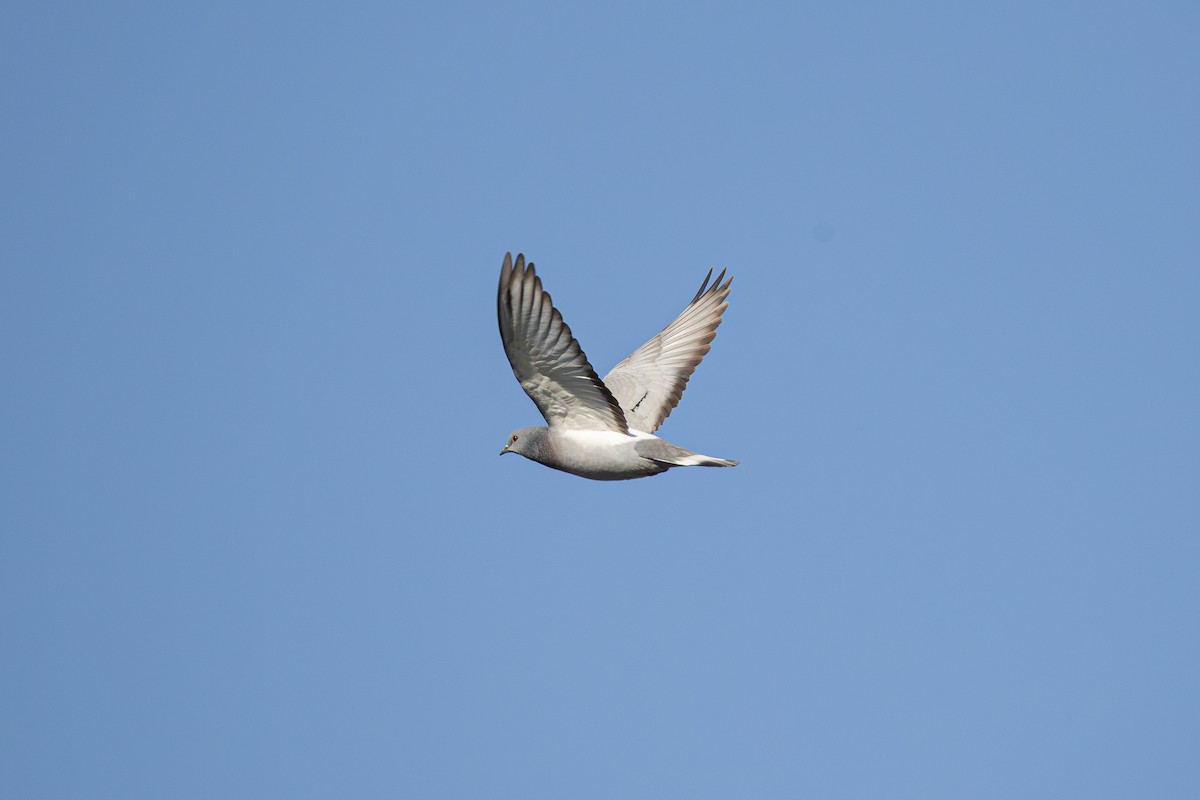 holub útesový - ML646386962