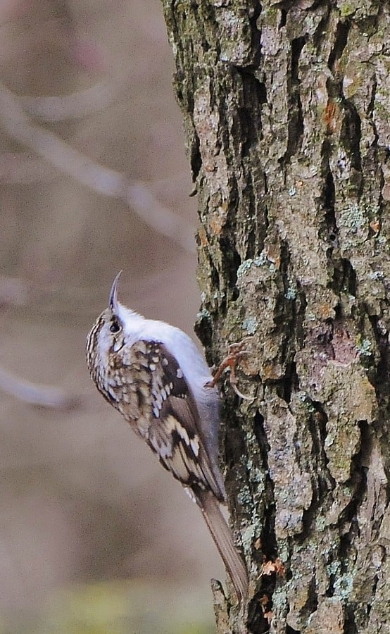 טפס-עצים אירופי - ML646386966