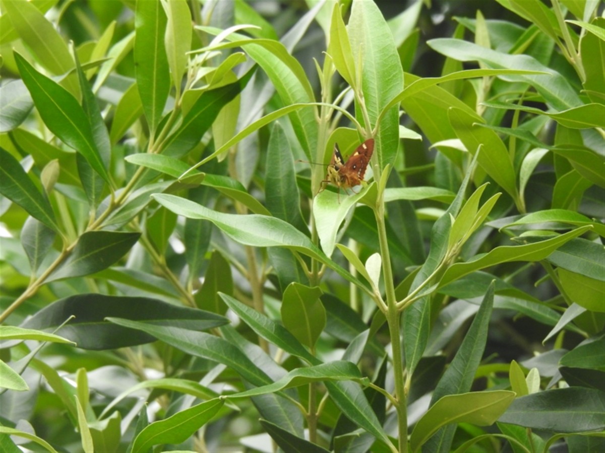 Splendid Ochre - ML646386968