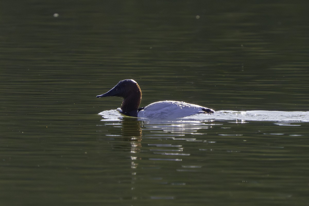 Canvasback - ML646386973