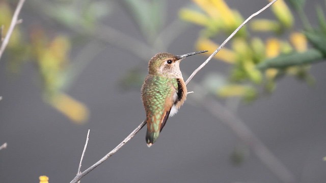 Allen's Hummingbird - ML646386978