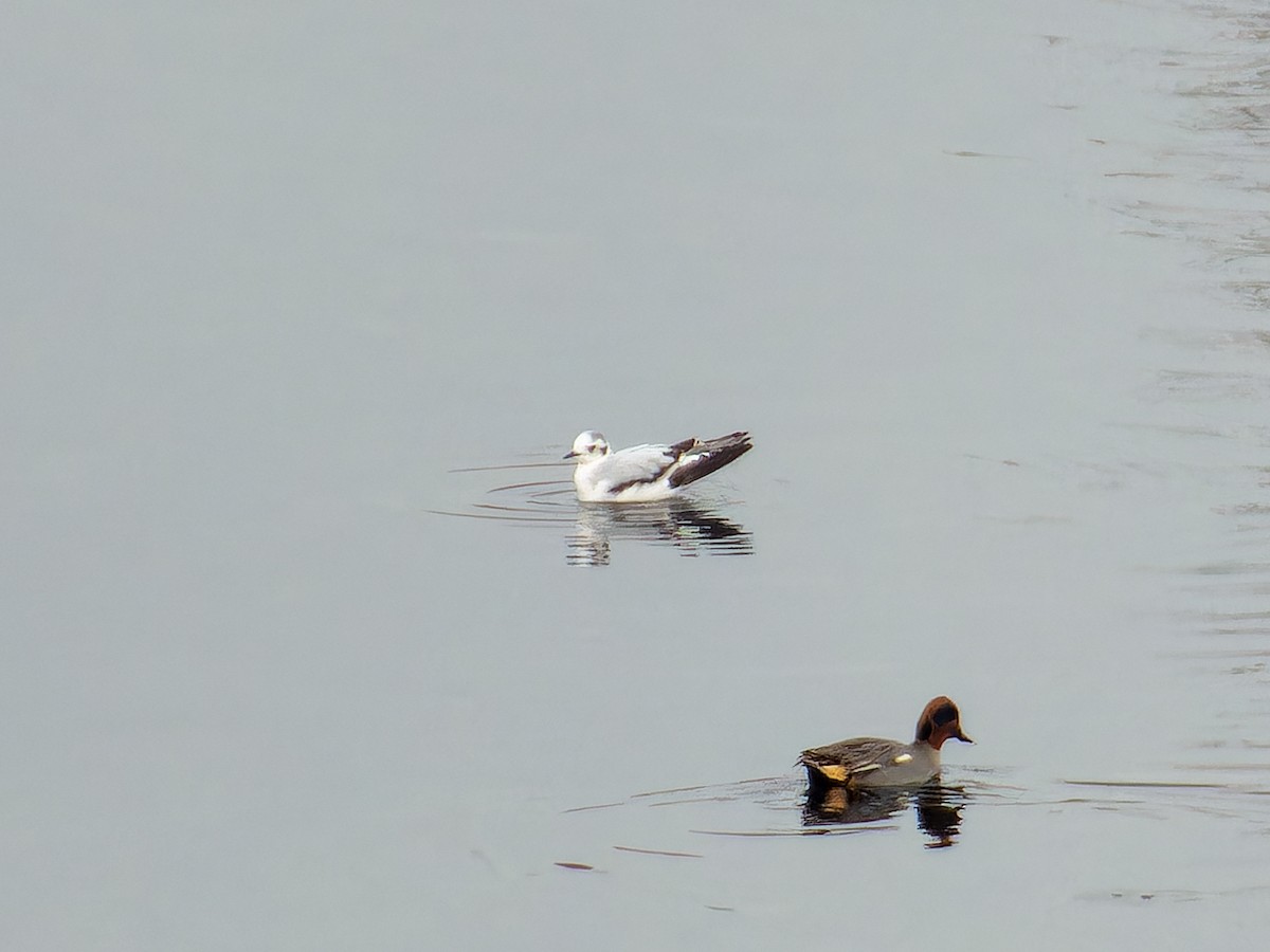 racek malý - ML646386982