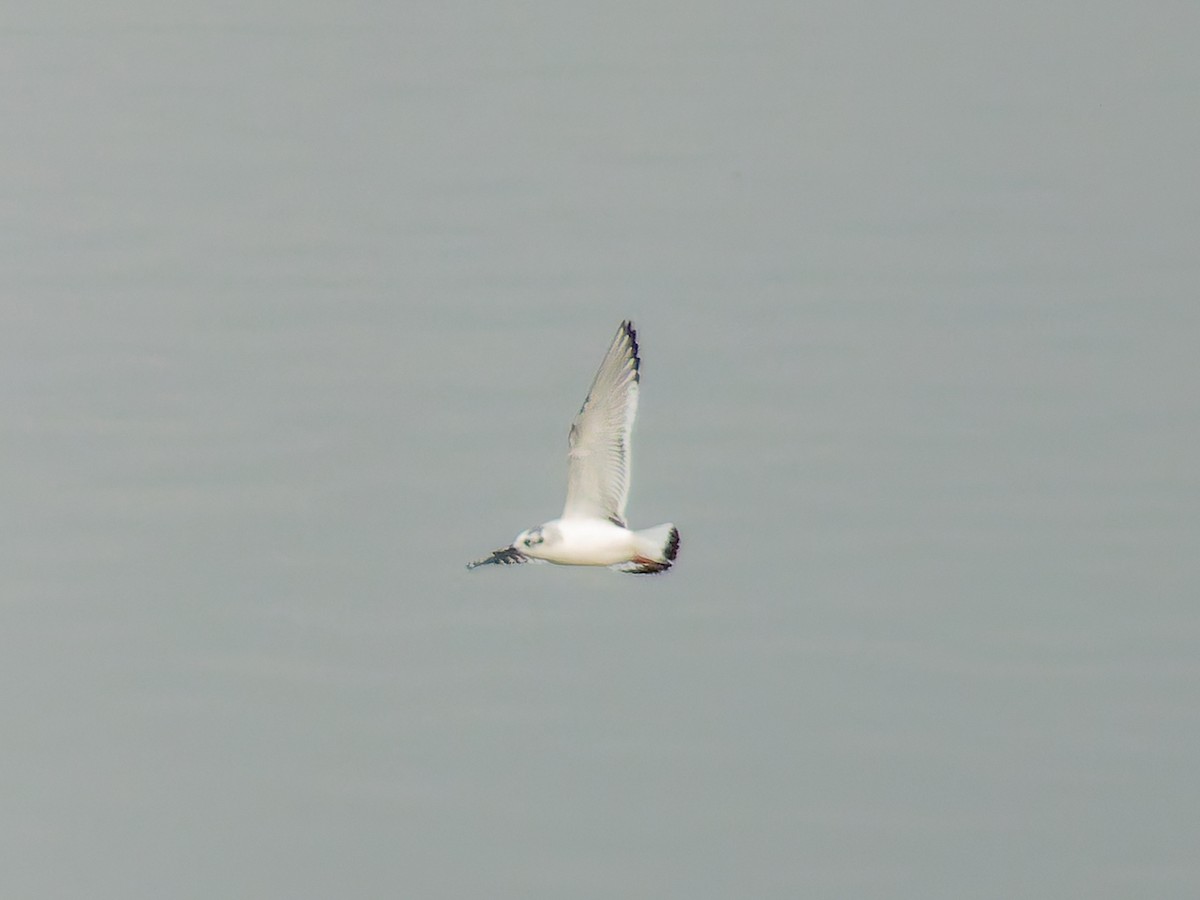 racek malý - ML646386983