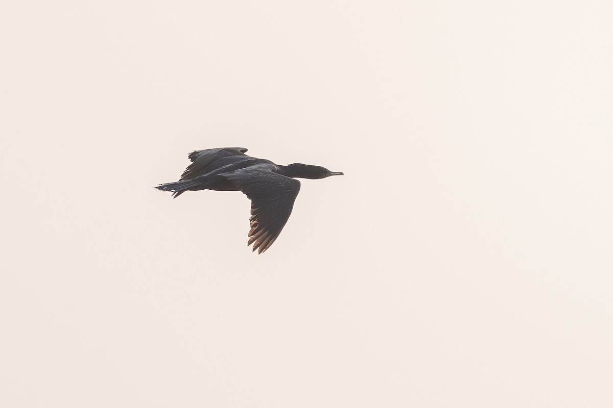 Cormorán de Java - ML646386989