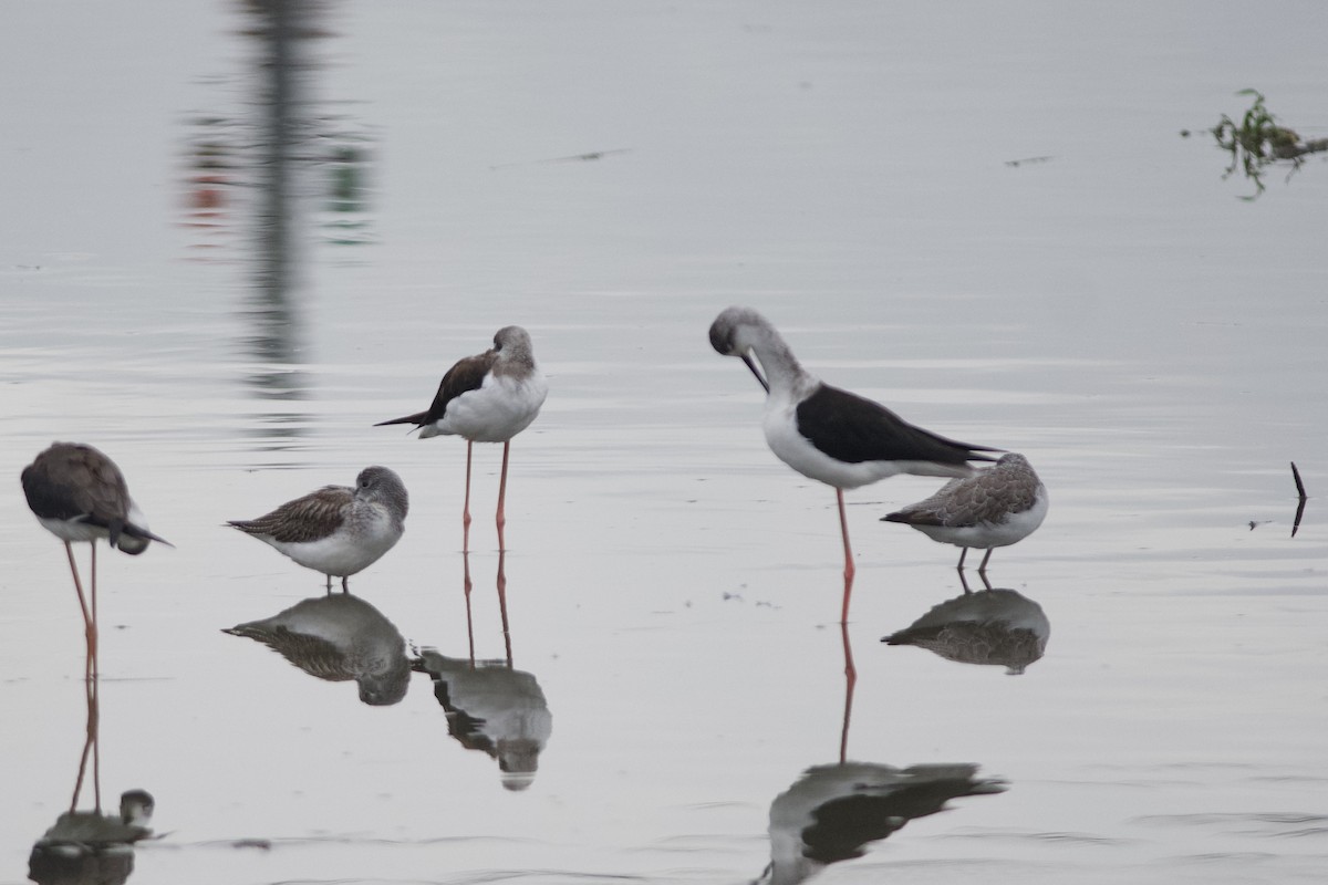 高蹺鴴 - ML646386991