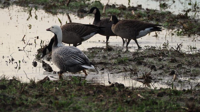 Emperor Goose - ML646386992