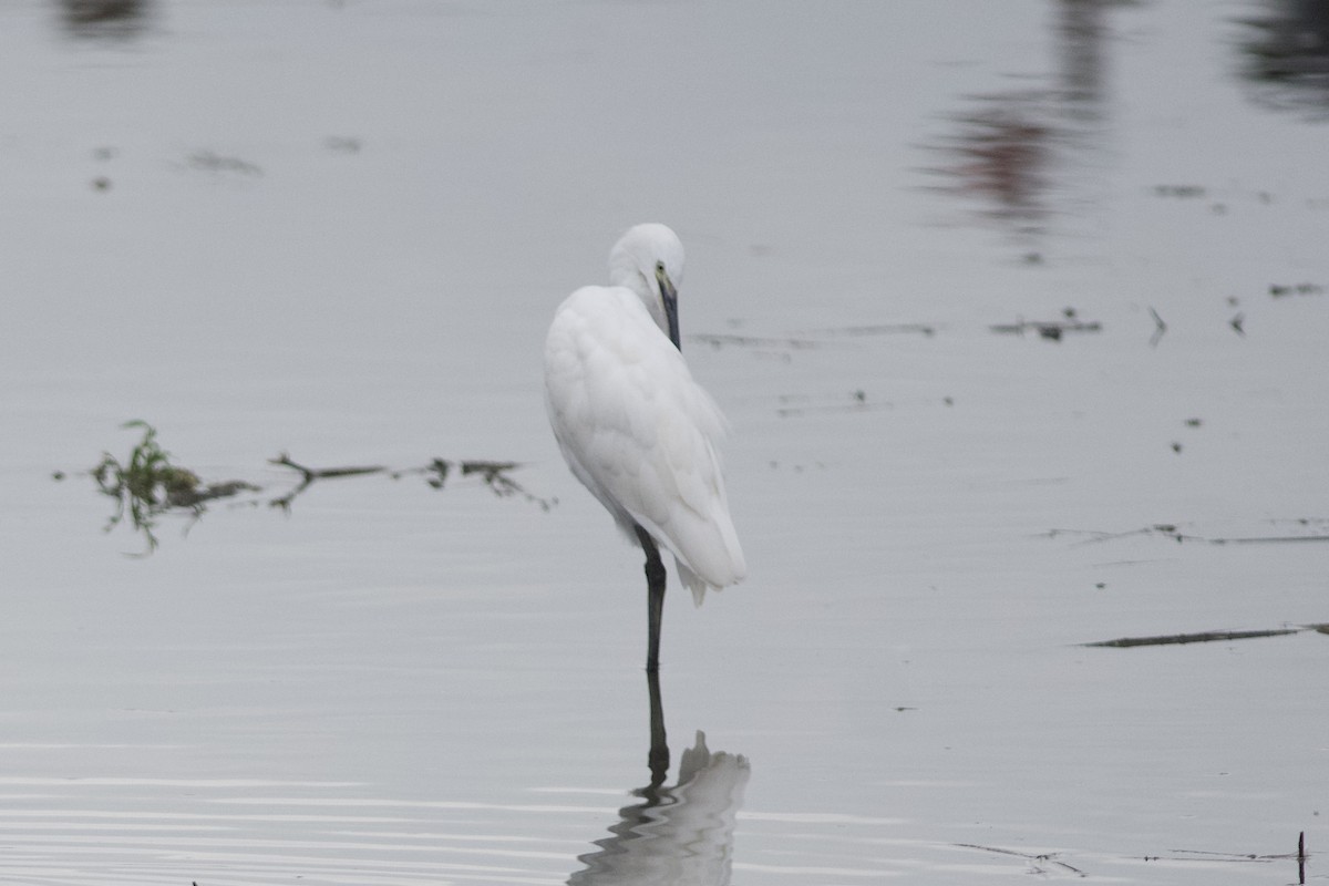 大白鷺 - ML646386994