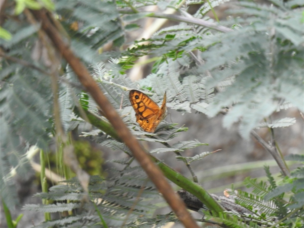 Ringed Xenica - ML646386995