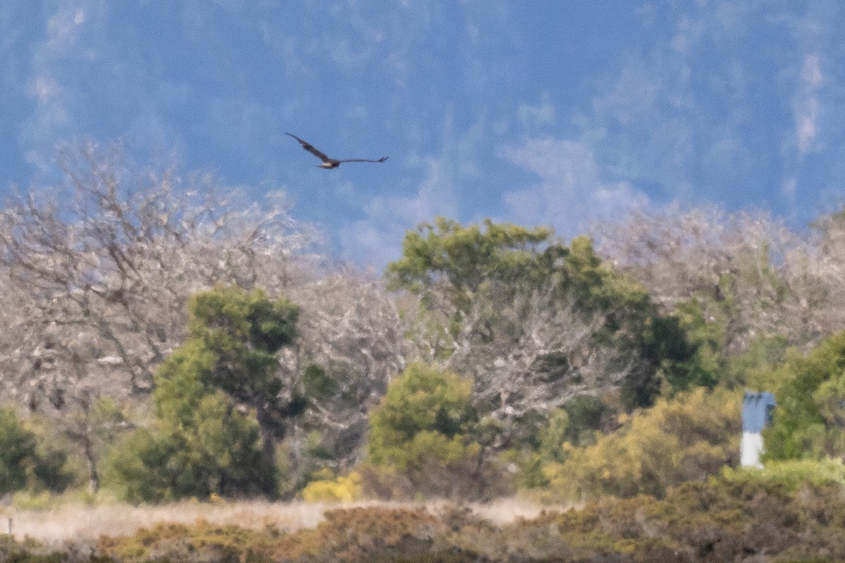 Swamp Harrier - ML646386999