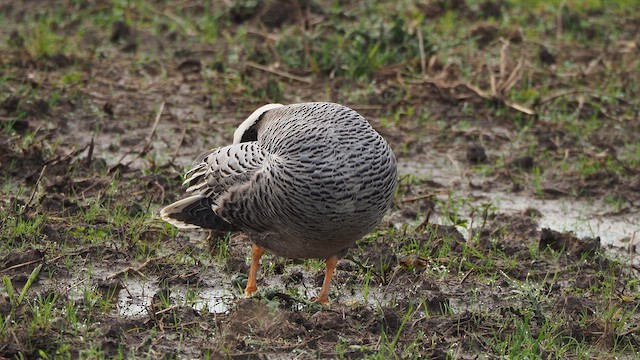 Emperor Goose - ML646387002