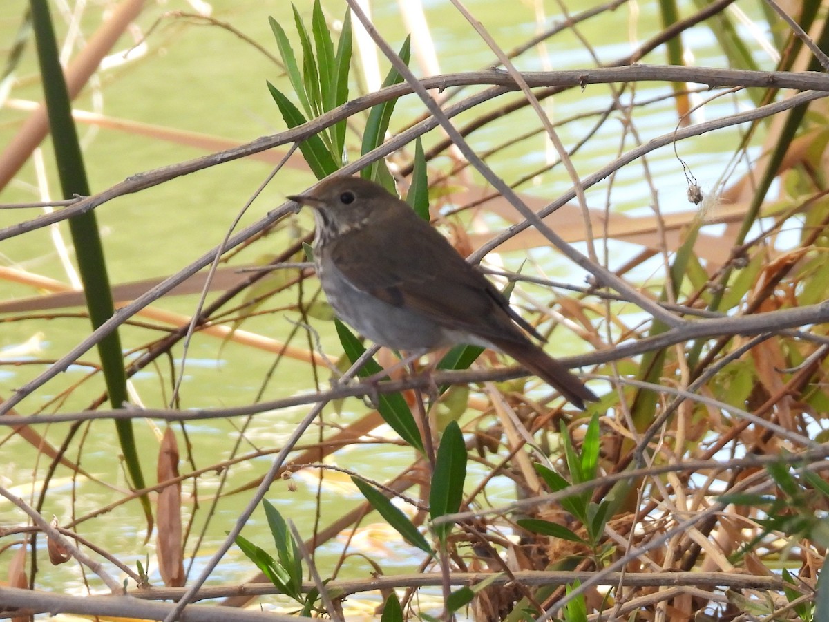 Hermit Thrush - ML646387003
