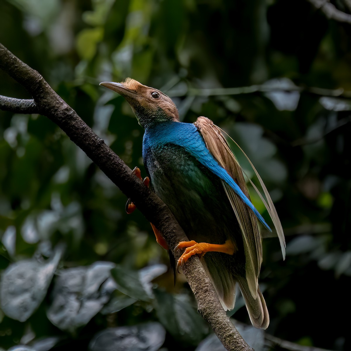 Ave del Paraíso de Wallace - ML646387004