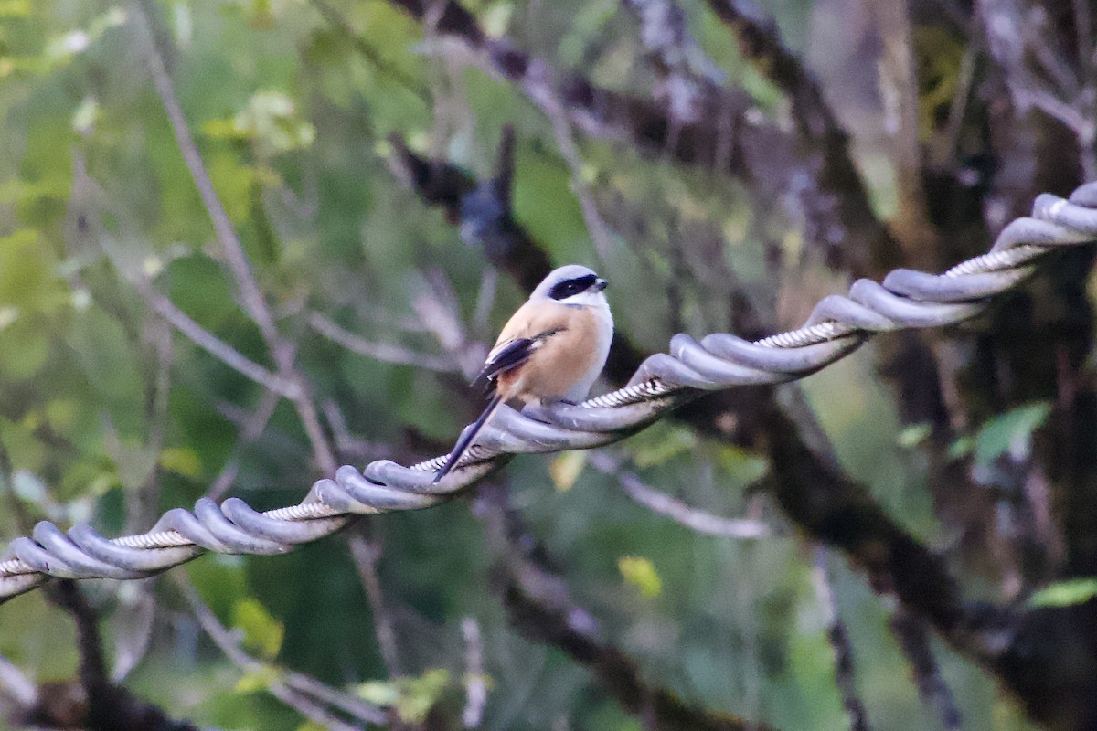 Alcaudón Schach - ML646387005