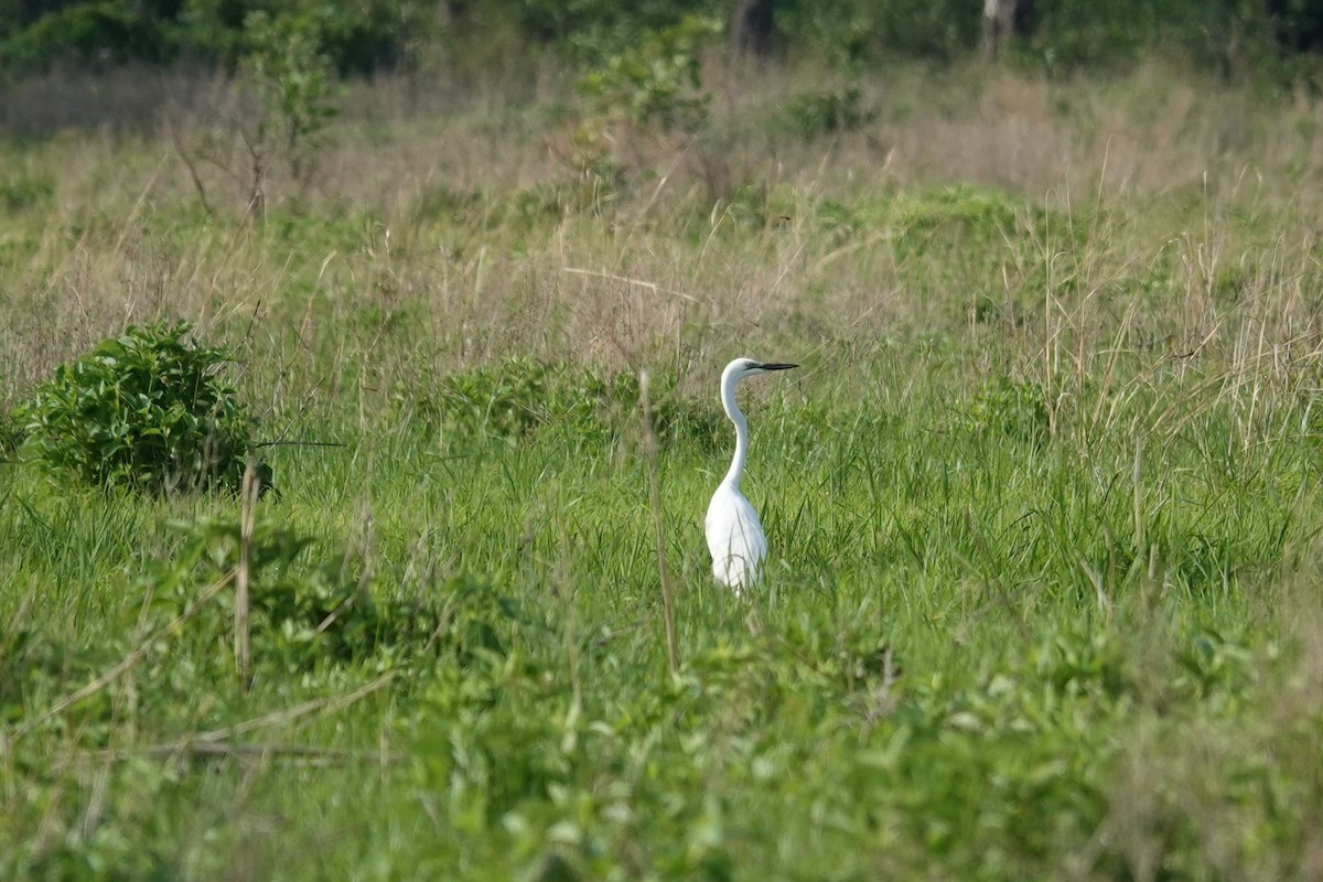 Garceta Grande - ML646387006