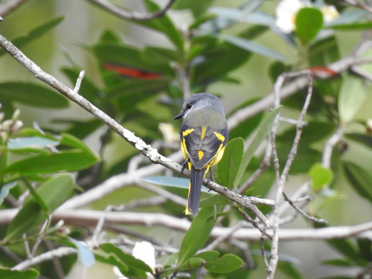 Minivet Gorjigrís - ML646387007