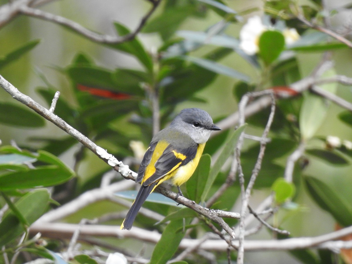 Minivet Gorjigrís - ML646387008