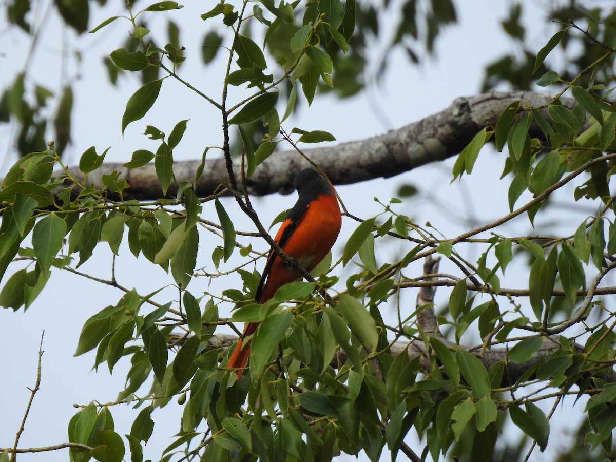 Minivet Gorjigrís - ML646387009