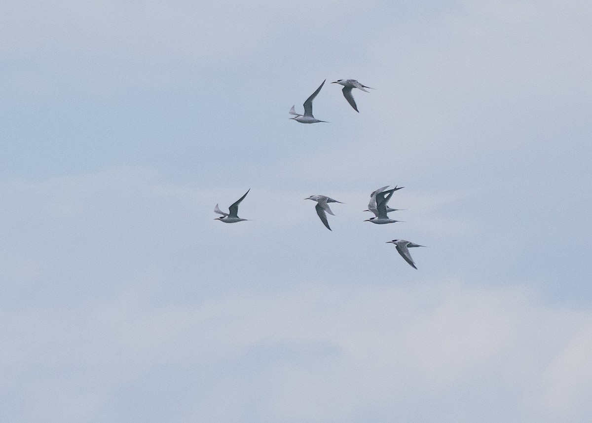 Charrán Piquigualdo - ML646387010