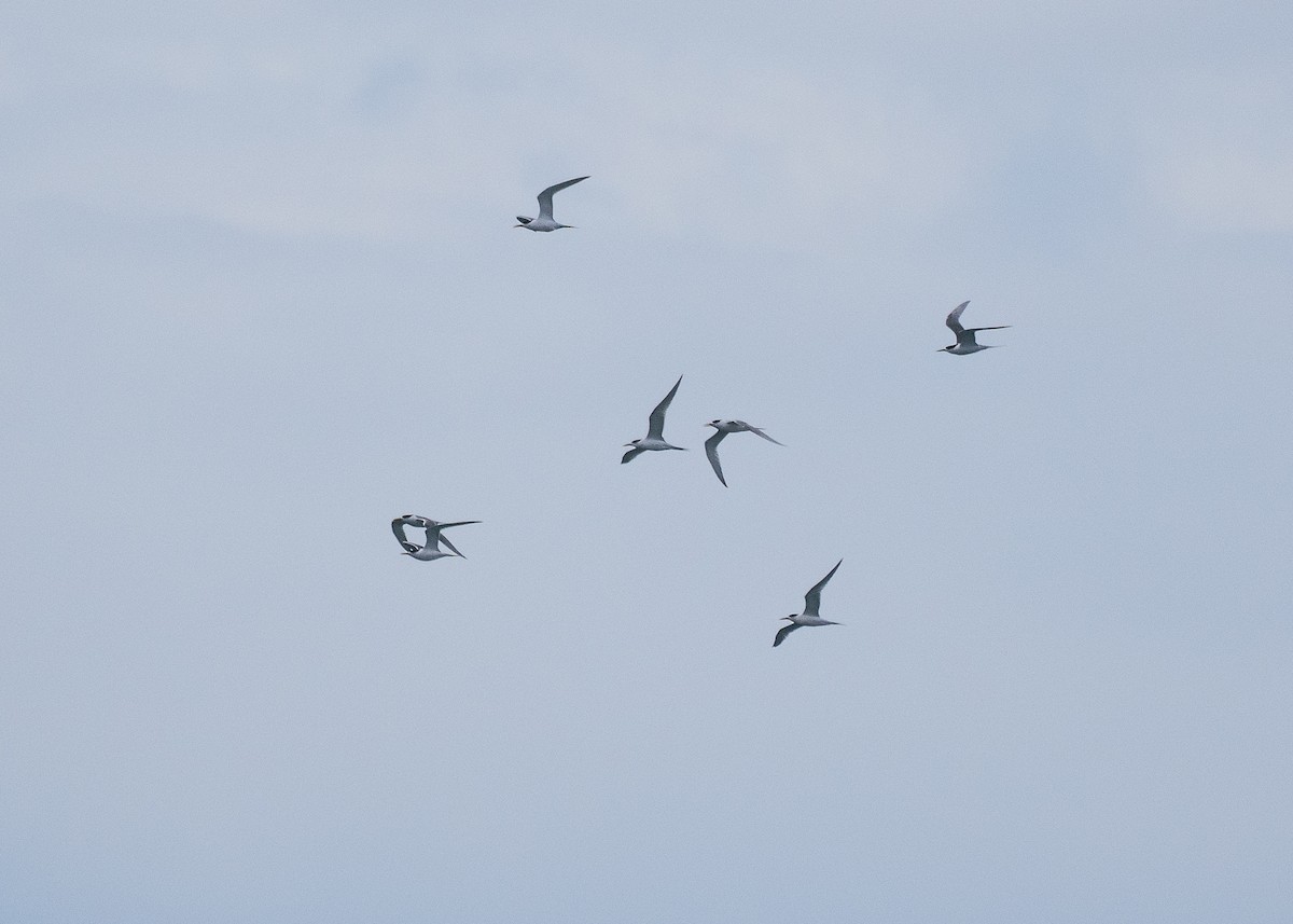 Charrán Piquigualdo - ML646387011